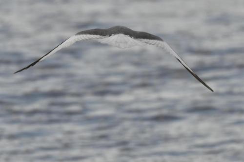 Mouette de Sabine