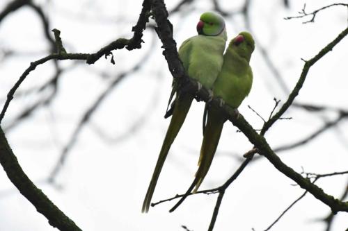 Perruches à collier