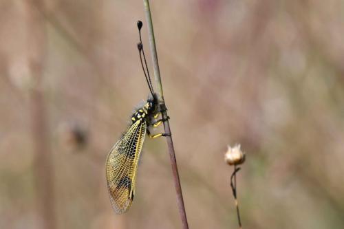 Ascalaphe ambré (Libelloides longicornis)