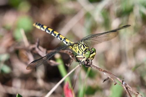 Gomphe à forceps (Onychogomphus forcipatus) femelle