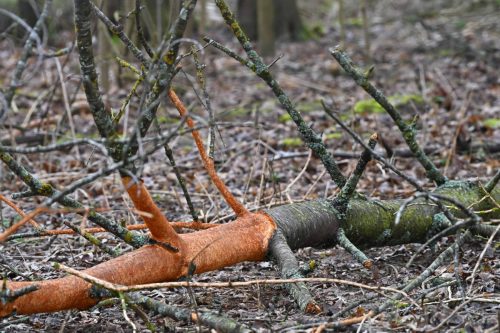 Ecorces rongées par les lapins