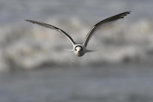 Mouette de Sabine