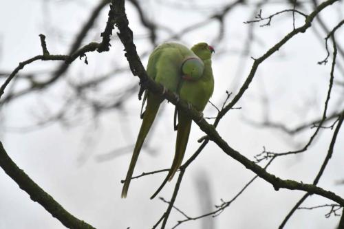 Perruches à collier