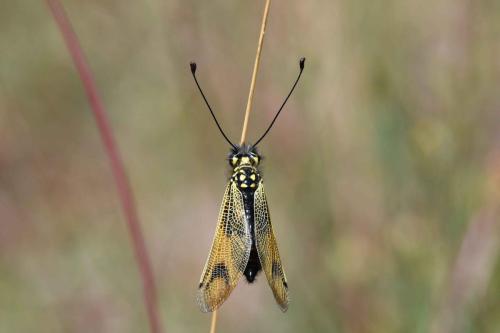 Ascalaphe ambré (Libelloides longicornis)