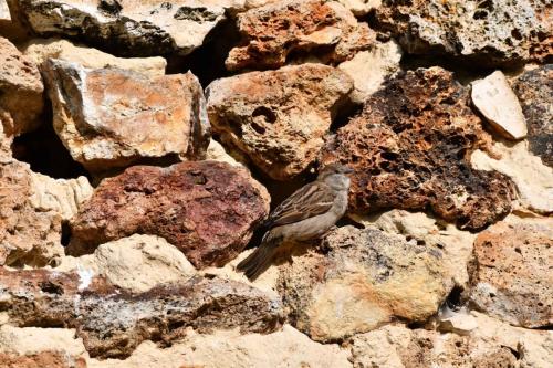 Moineau domestique (femelle)
