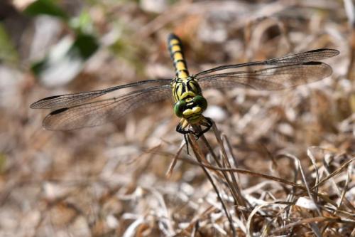 Gomphe à forceps (Onychogomphus forcipatus) femelle