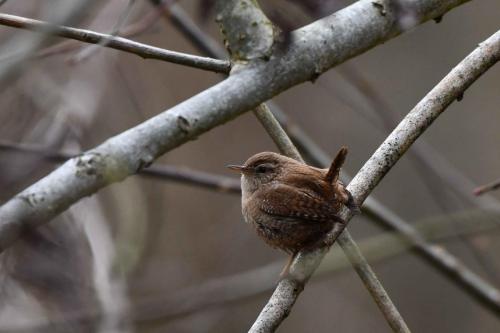 Troglodyte mignon