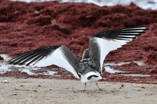 Mouette de Sabine