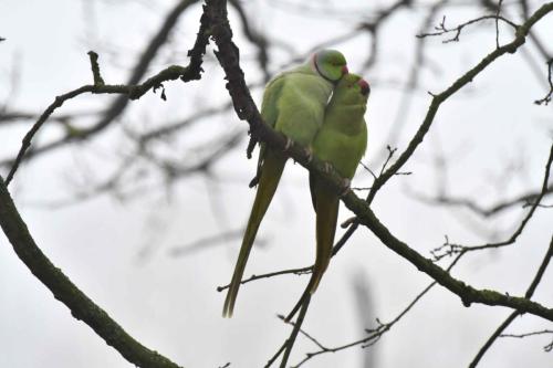 Perruches à collier