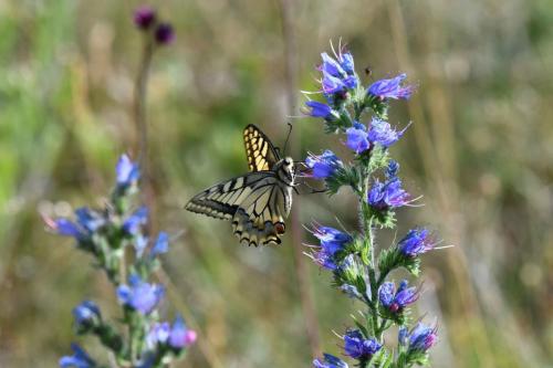 Machaon (Papilio machaon)
