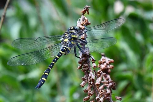 Cordulégastre annelé (Cordulegaster boltonii)