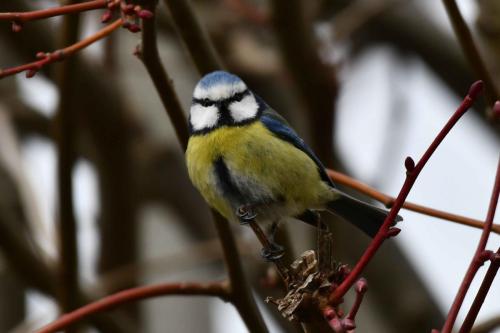Mésange bleue
