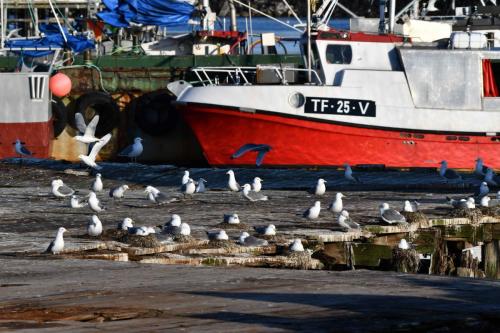 Kiberg, mouettes tridactyles