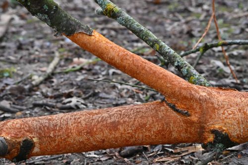Ecorces rongées par les lapins