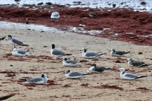 Mouettes de Sabine