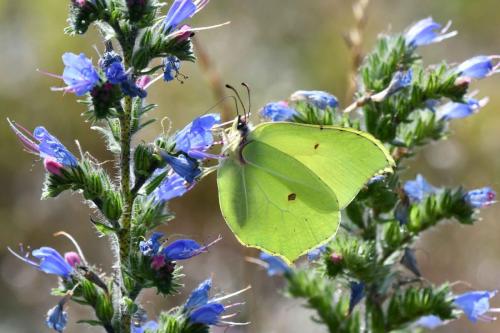 Citron (Gonepteryx rhamni)