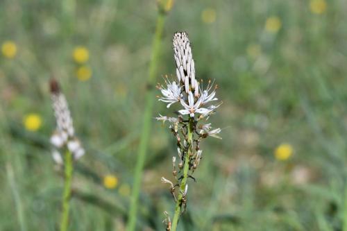 Asphodèle blanc