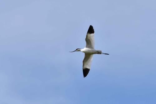 Avocette élégante