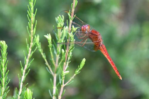 Crocothémis écarlate (Crocothemis erythraea)