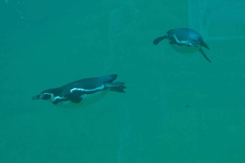 Manchots du Cap