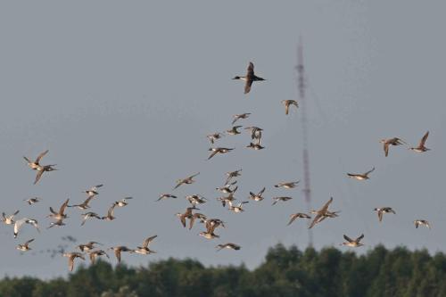 Sarcelles d'été et canards pilets