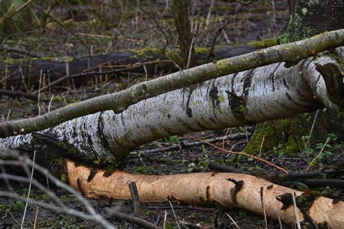 Ecorces rongées par les lapins