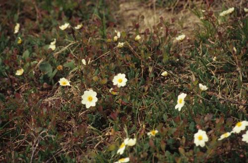 Parc national de Denali