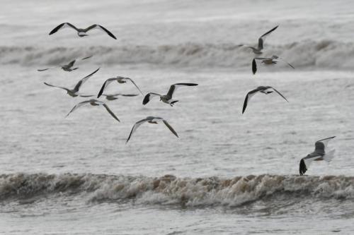 Mouettes de Sabine