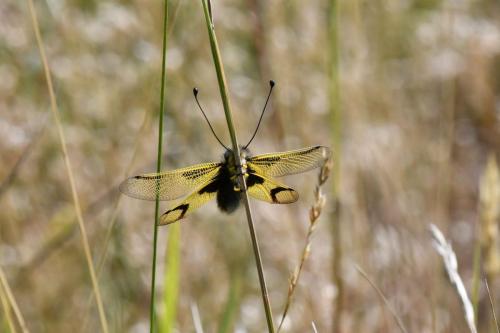 Ascalaphe ambré (Libelloides longicornis)
