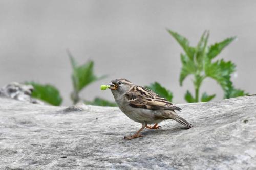 Moineau domestique (femelle)