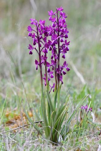 Orchis à fleurs lâches (Anacamptis laxiflora)