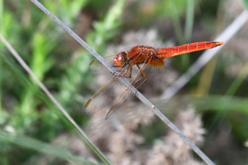 Crocothémis écarlate (Crocothemis erythraea)