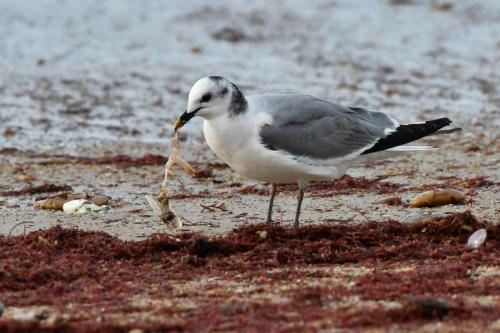 Mouette de Sabine