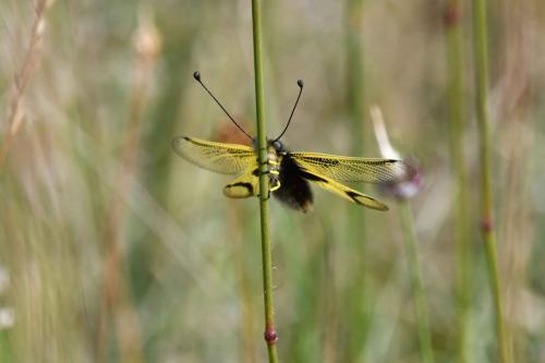 Ascalaphe ambré (Libelloides longicornis)