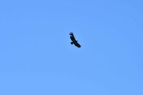 Pygargue à queue blanche (jeune)