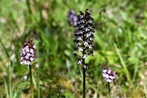 Orchis pourpre (Orchis purpurea)