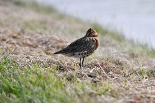 Barge à queue noire