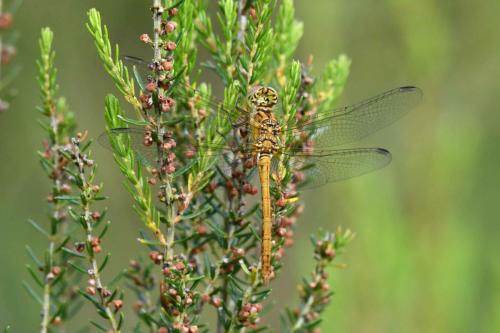 Sympétrum strié (Sympetrum striolatum) femelle