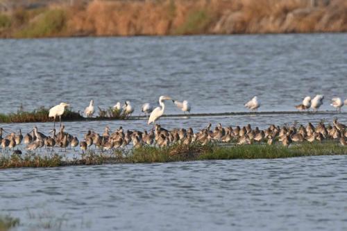 Barges à queue noire