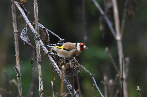 Chardonneret élégant