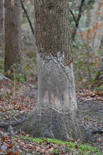 Arbre frotté par les sangliers
