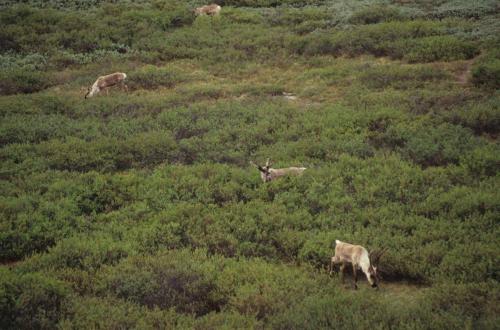 Parc national de Denali - Rennes