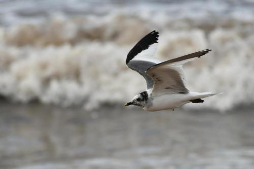 Mouette de Sabine