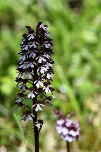 Orchis pourpre (Orchis purpurea)