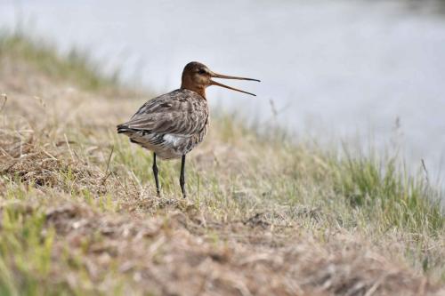 Barge à queue noire