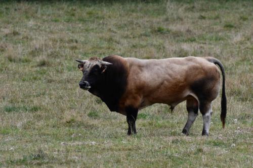 Taureau de race Parthenaise