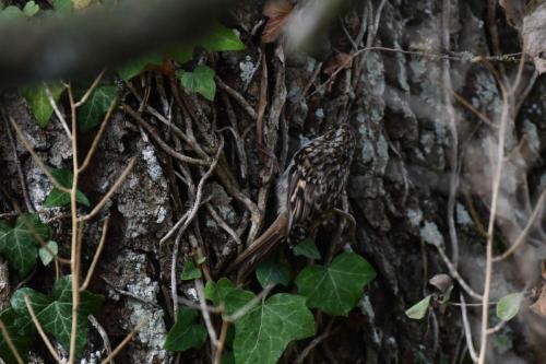 Grimpereau des jardins