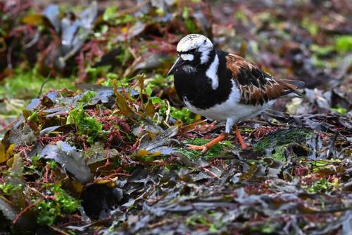 Tournepierre à collier