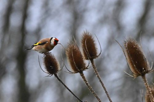 Chardonneret élégant