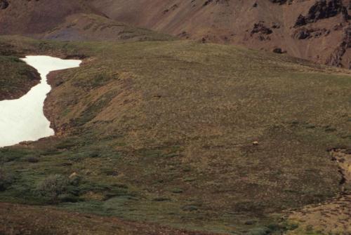 Parc national de Denali - 1 grizzly